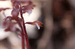 Spring coralroot